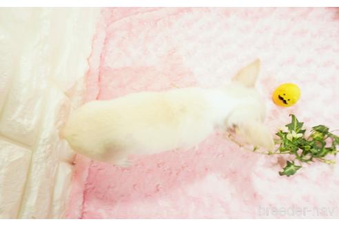 成約済の愛知県のチワワ(スムースコート)-154079の2枚目